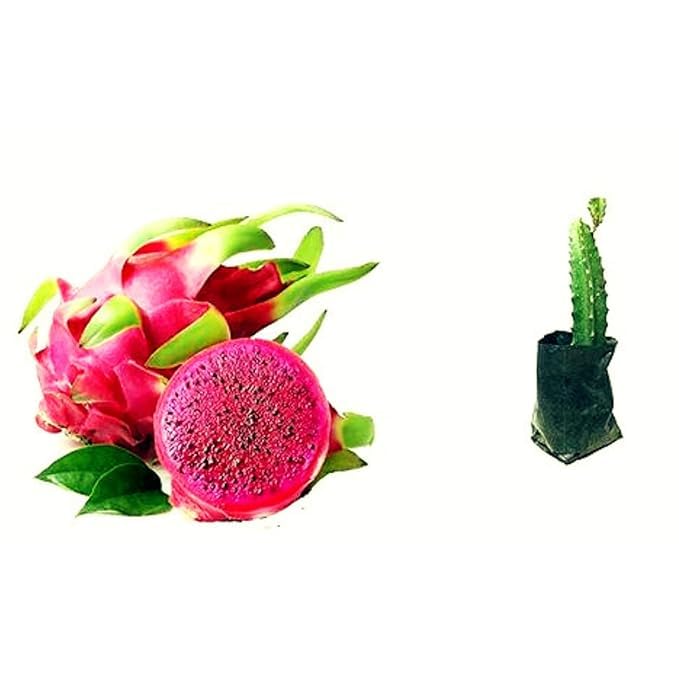Sumit Greenery Dragon Fruit Live Plant | Healthy Pitaya Cactus Plant for Home & Outdoor Gardening | Fast Growing | Easy Maintenance | Pack of 1