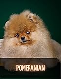  Pomeranian: The Complete Breed Guide (English Edition)