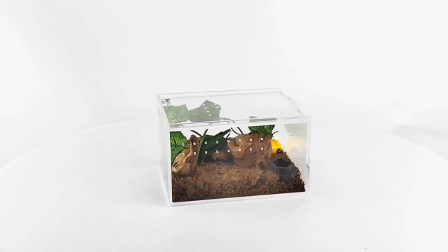 Reptile Enclosure Magnetic Acrylic Terrarium - Small Reptile Habitat For Tarantulas, Scorpions & Insects Acrylic Reptile Terrarium