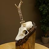 GTK - Geweihe & Trophäen KRUMHOLZ Cornamenta de ciervo anormal Rotura de Rosstockbruch Cornamenta Bock Escudo Trofeo 607.150