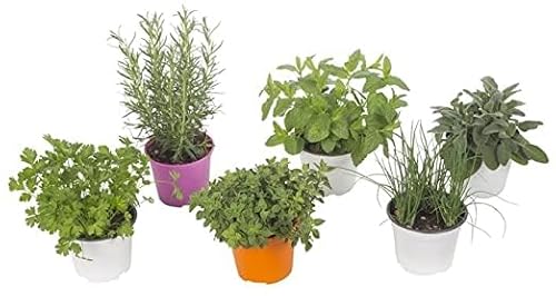 6 Piantine Aromatiche Miste in Vaso 14 cm – Selezione a Scelta tra Rosmarino, Salvia, Menta, Origano, Basilico, Timo, Citronella e Altri – Mix Erbe da Cucina e Balcone
