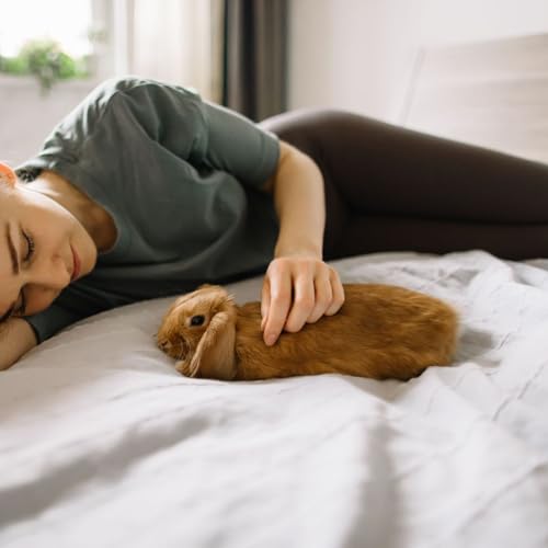 Page de couverture de Lapin domestique : comment lui offrir un environnement adapté et épanouissant ?