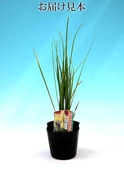 高品質★超特大130㎝　パンパスグラス5本 即日☆【ドライ】大地農園/フェザーパンパス 5本 ナチュラル