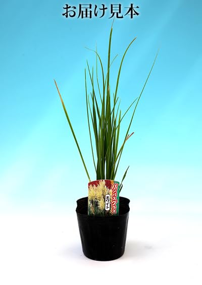 パンパスグラス大型苗