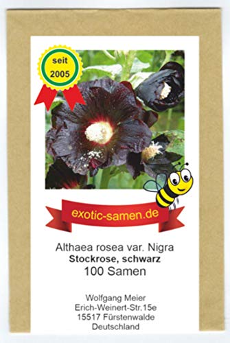 Schwarze Stockrose – Schwarze Malve - Bienenweide - Zier- / Arzneipflanze – Althaea (Alcea) rosea var. Nigra – 100 Samen Schwarze Stockrose – Schwarze Malve - Bienenweide - Zier- / Arzneipflanze – Althaea (Alcea) rosea var. Nigra – 100 Samen