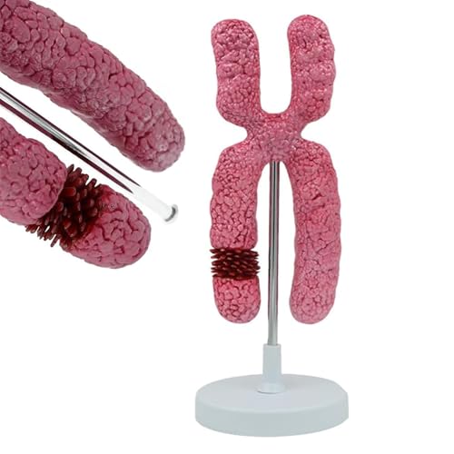 Modèle du Chromosome X aux structures colorées didactiques - 2