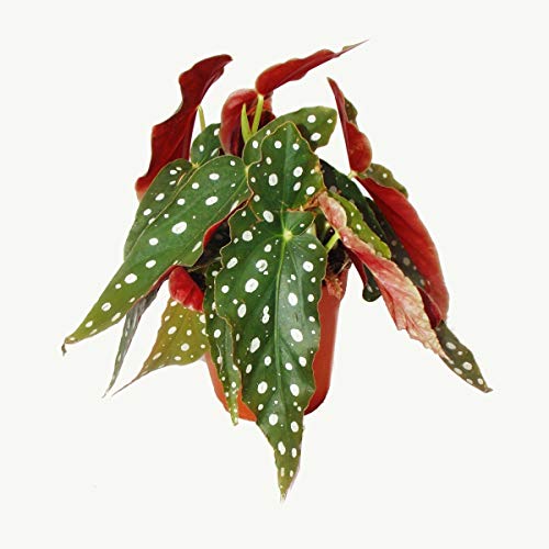 Exotenherz - Polka-Dot Begonie - Forellenbegonie - Begonia maculata wightii
