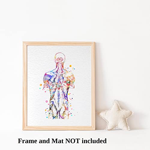 Dignovel Studios 8X10 Unframed Back Muscle Human Anatomy Art Watercolor Art Print Medical Art Science Orthopedic Surgery Skeleton Print Chiropractor Clinic Office Wall Décor Dn737 #TOP2