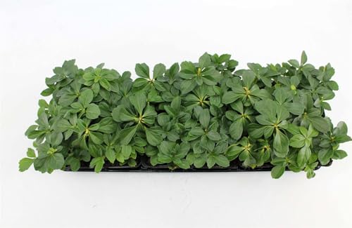 Pachysandra terminalis 10 Stück – Immergrün, Winterhart, Mehrjährig – Dickmännchen – Bodendecker für Garten & Beet