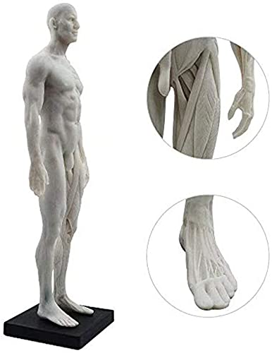 Amazon.co.jp: 女性樹脂工芸筋骨格解剖学人体構造アートモデル CG 絵画