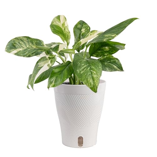 Costa Farms Monstera Lechleriana Albo Live Plant in Self Watering Pot Air Purifying Indoor Houseplant Home Room or Office Decor House Warming or Birthday Gift 12-14 Inches Tall