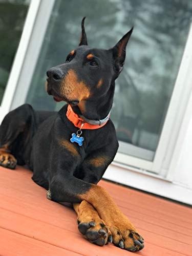 BK PRODUCTS LLC Giocattoli per cani per