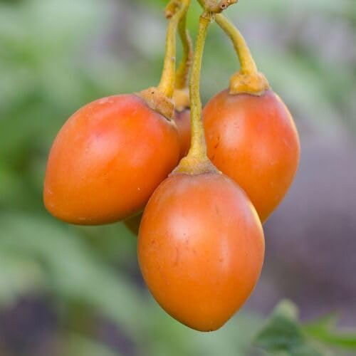 100Pcs Orange tamarillo Fruit Seeds
