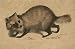Un Animal Sauvage Thomas Hardwicke en Inde jusqu'à Hardwicke 99 Puzzles 500 pièces Jouet Adulte Bricolage défi décor