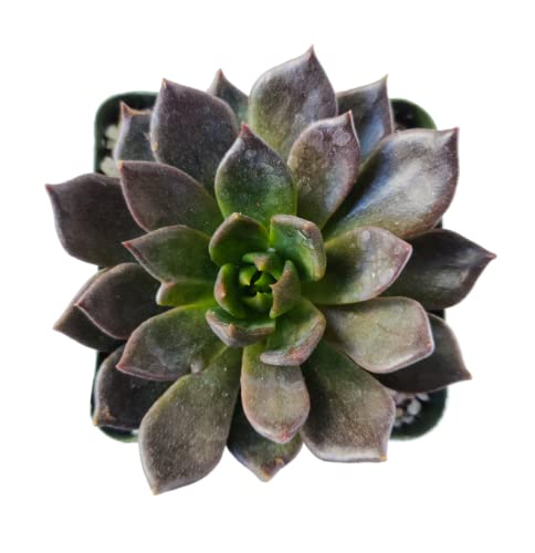 Dh7 Enterprise Live Echeveria Black Prince Succulent | Black Hens And Chicks Plant | Succulents Gift Decoration (2 Inch) #TOP1