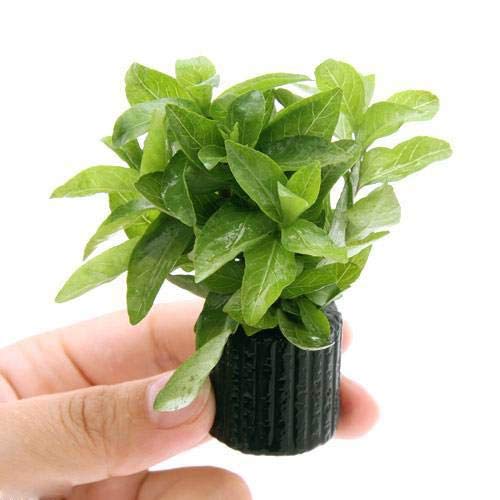 ヒーター無しで育てられる水草10選 無加温 低めの水温でも育つ水草とは トロピカ