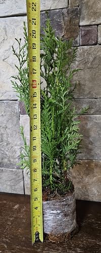 5 Western Red Cedar Trees - 18" to 26" Tall