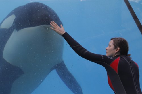 Der Geschmack von Rost und Knochen