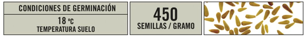 Semillas Batlle Reina Marg. ENANO flor crisantemo