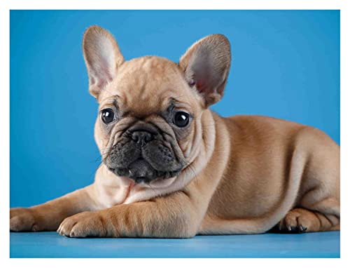 Viplili Diamond Art Painting Bulldog francese cane kit di cristallo fai da te diamante punto croce artigianato decorazione della casa