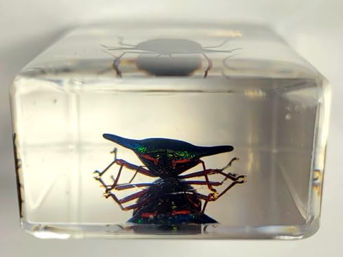 Image of 44mm Real Peruvian Rainbow Metal Horn Bug in Crystal Clear Lucite Resin Specimen Preserved Insect Taxidermy Collection for Biology Science Education & Desk Ornament Display Supplies