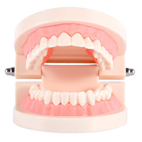 Modello di denti standard, Forniture per studio