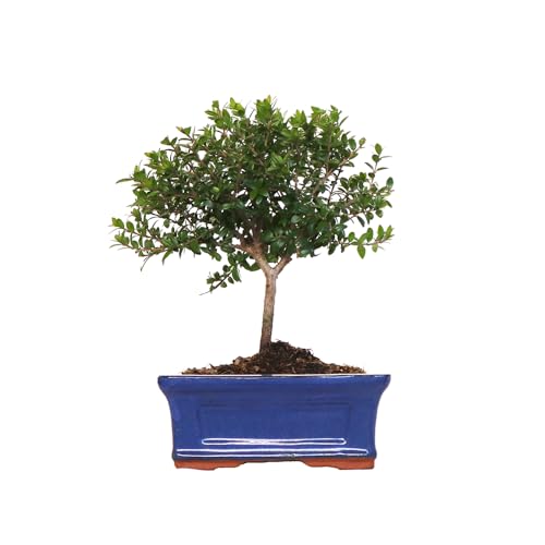 KENTIS - Bonsai di Mirto - Myrtus Communis Tarentina - Piante Vere da Esterno da Frutto da Fiore - Balcone - H 20/25 cm Vaso in Ceramica 16 cm