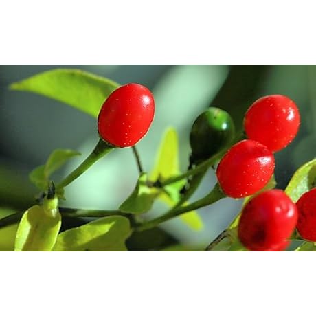 100 Organic Chile Piquin Kipin Chile Del Monte Seeds For Planting