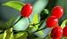 100 Chile Piquin Kipin Chile Del Monte Seeds