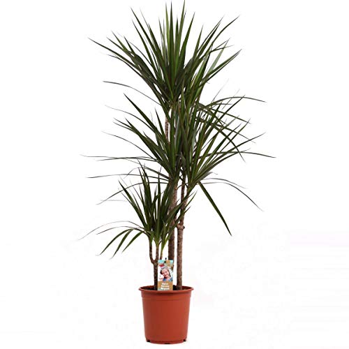 Dracaena Marginata 120-140 cm – Zimmerpflanze mit 3 Stämmen, Pflegeleicht und Langlebig – Ideal für Wohnzimmer und Büros