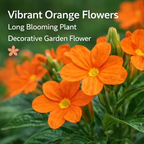 Image of Indian Gardens - Kanakambaram Red | Aboli | Priyadarsha | Flowering Crossandra | Pagoda Flower | firecracker flower | Live plant with pot (4 inch)