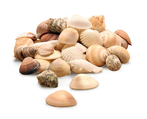 Hygloss Products, Inc Hygloss Products Craft Ã¢ Bucket O' Sea Shells From USA-Natural Mix, 16 Ounce Container (37216), 16-Ounce