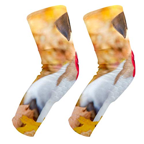 Genouillères Ezioly Jack Russell pour volley-ball et basket-ball