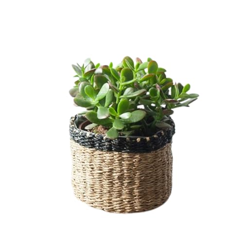 Crassula Ovata - Planta Natural del Dinero o Arbol de Jade - Ideal para decoracion hogar Plantas interior naturales Altura aprox: 15-20 cm En maceta M12