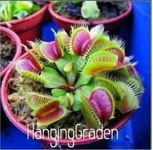 10 Pcs/Pack Potted Insectivorous Plant Seeds Dionaea Muscipula Giant Clip Venus Flytrap Seeds Carnivorous Plant,#C8Z4Yc