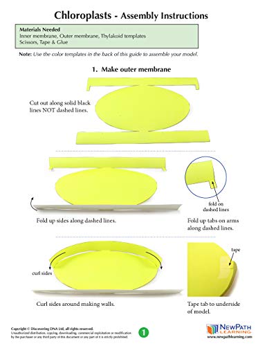 Image of Chloroplasts 3-D Paper Model Making Kit - Individual Student Edition (17-7713)