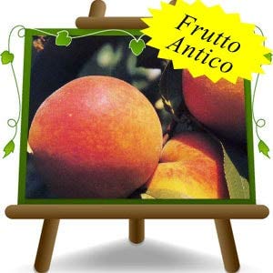 Pfirsiche Percoche Carson - Obstpflanze alte Frucht auf Blumentopf 20 Baum max 170 cm - 2 Jahre Anbau Italien Cover