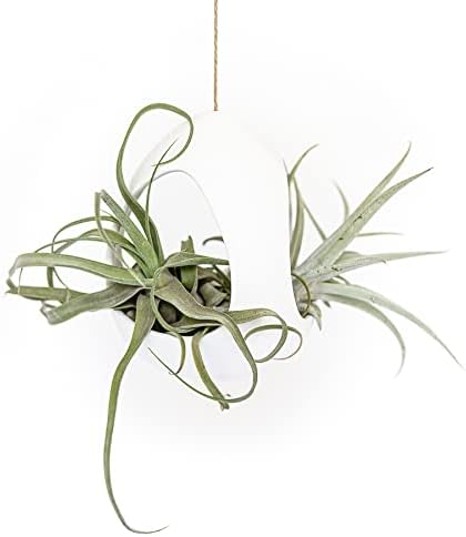 Cápsula colgante grande de cerámica blanca con planta de aire Xerographica - Tillandsia viva en soporte para plantas - al por mayor y a granel -