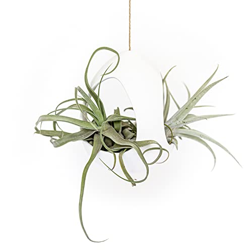 Large White Ceramic Hanging Pod with Xerographica Air Plant - Live Tillandsia in Plant Holder - Wholesale and Bulk - Home and Garden Decor - Easy Care Indoor and Outdoor Plants