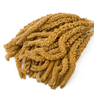 Kolbenhirse 5 kg gelb