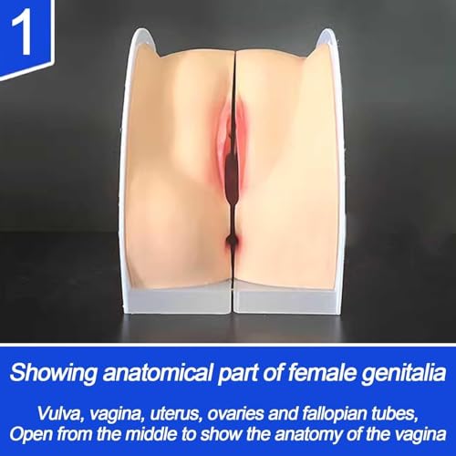Modèles d'anatomie génitale aux structures anatomiques précises