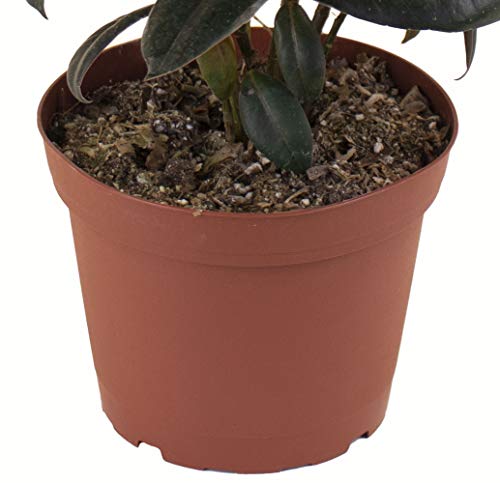 Shop Succulents | Standing Collection | Hand Selected, Air Purifying Live Burgundy Rubber Ficus Elastica Tree Indoor House Plant - Thumbnail 3