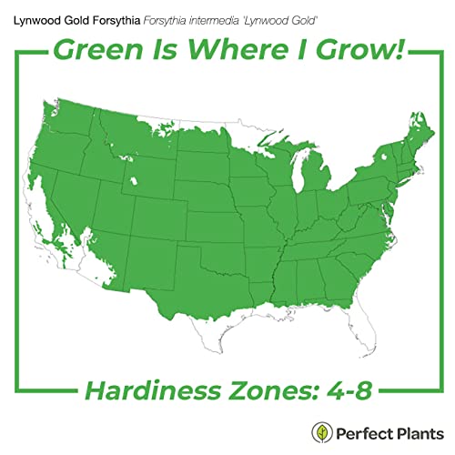 Perfect Plants Lynwood Gold Forsythia Shrub 3 Gallon | Live Shrubs For Outdoor Planting | Fast Growing & Provides Privacy | Gorgeous Yellow Flower In Spring #TOP2