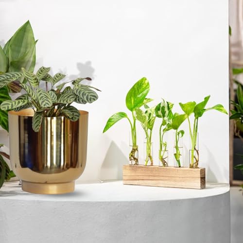 Image of ecofynd Test Tube Planter with Wooden Holder, Air Planter Glass Vase Holder with 5 Test Tube, Home Decor Hydroponic Plant Stand for Table Top, Desktop, Living Room, Office (TTP001)