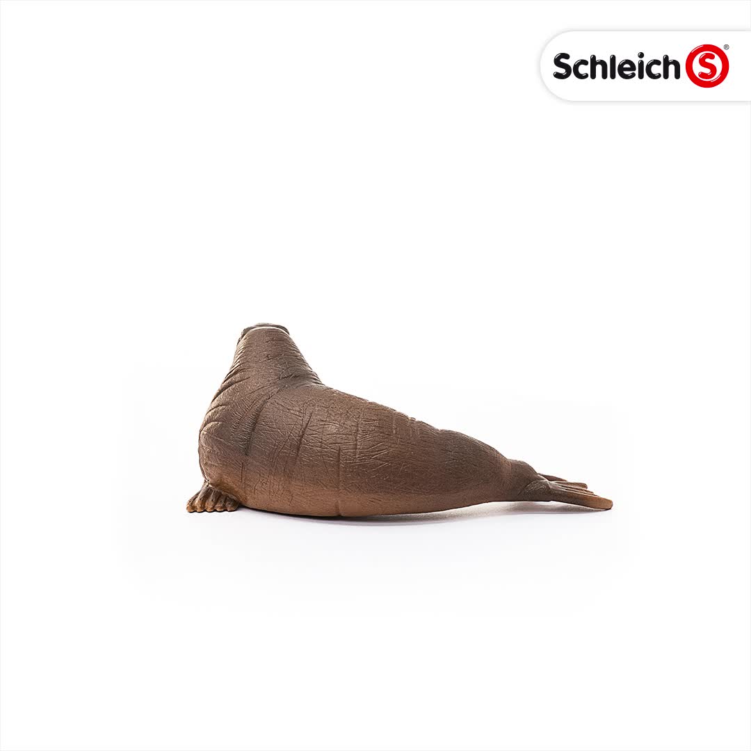 Amazon.co.jp: シュライヒ ワイルドライフ セイウチ フィギュア 14803