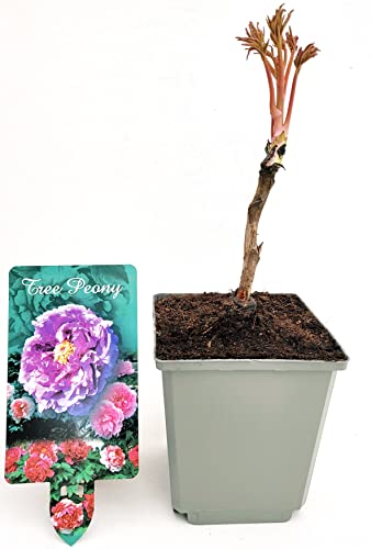 POWERS TO FLOWERS - PAEONIA ARBOREA, PEONIA VIOLA, pianta vera