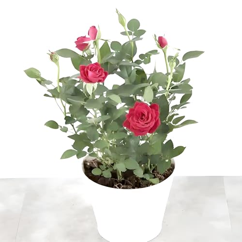 Image of Hidden Enterprise Red Rose Live Flower Plant | 1-2 Ft Healthy Decorative Outdoor & Indoor Garden Plant | Fresh Blooming Rose Sapling for Home Balcony Terrace Gardening | (Without Pot)