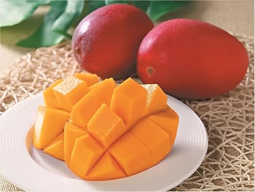 Image of inchMiyazaki Mango Plant - Live Grafted Tree, Height 2-3 Feet, Produces Delicious Fruits in 2-3 Years - Perfect for Home Gardens and Tropical Landscapes! inch