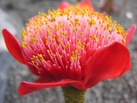 Radha Krishna Agriculture | Football Lily | An African Flower Bulbs For Your Beautiful Garden Pack of 8 Bulbs. (B0892KD28J) Amazon Price History, Amazon Price Tracker