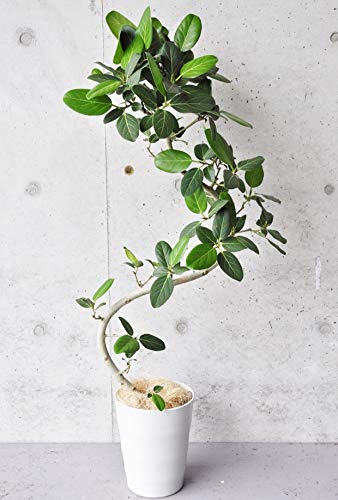 フィカス・ベンガレンシス 約140cm 曲がり S字樹形 8号 指宿産直 産地マーケット